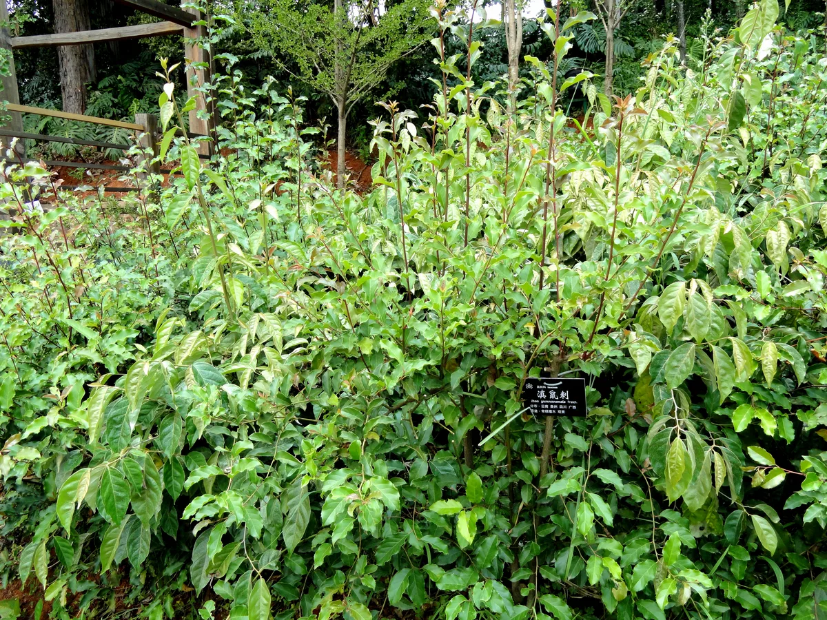 Yunnan Sweetspire (Itea yunnanensis)