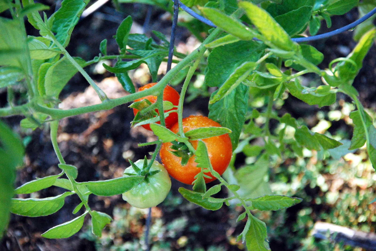 Tomato (Solanum lycopersicum)
