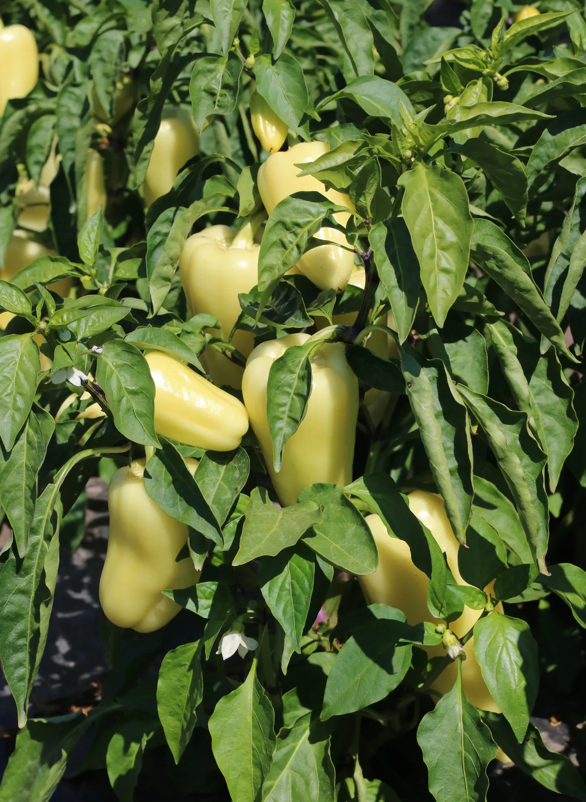 Bell Pepper (Capsicum annuum)