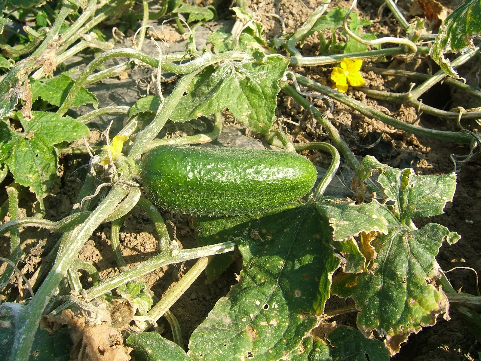 Cucumber