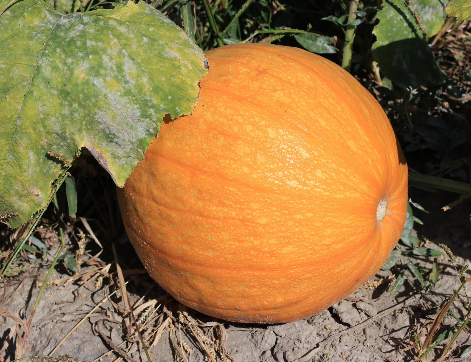 Pumpkin