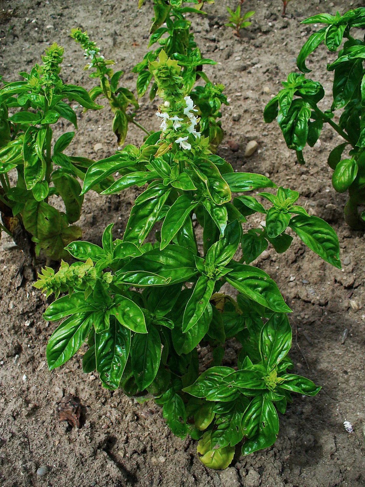 Basil (Ocimum basilicum)