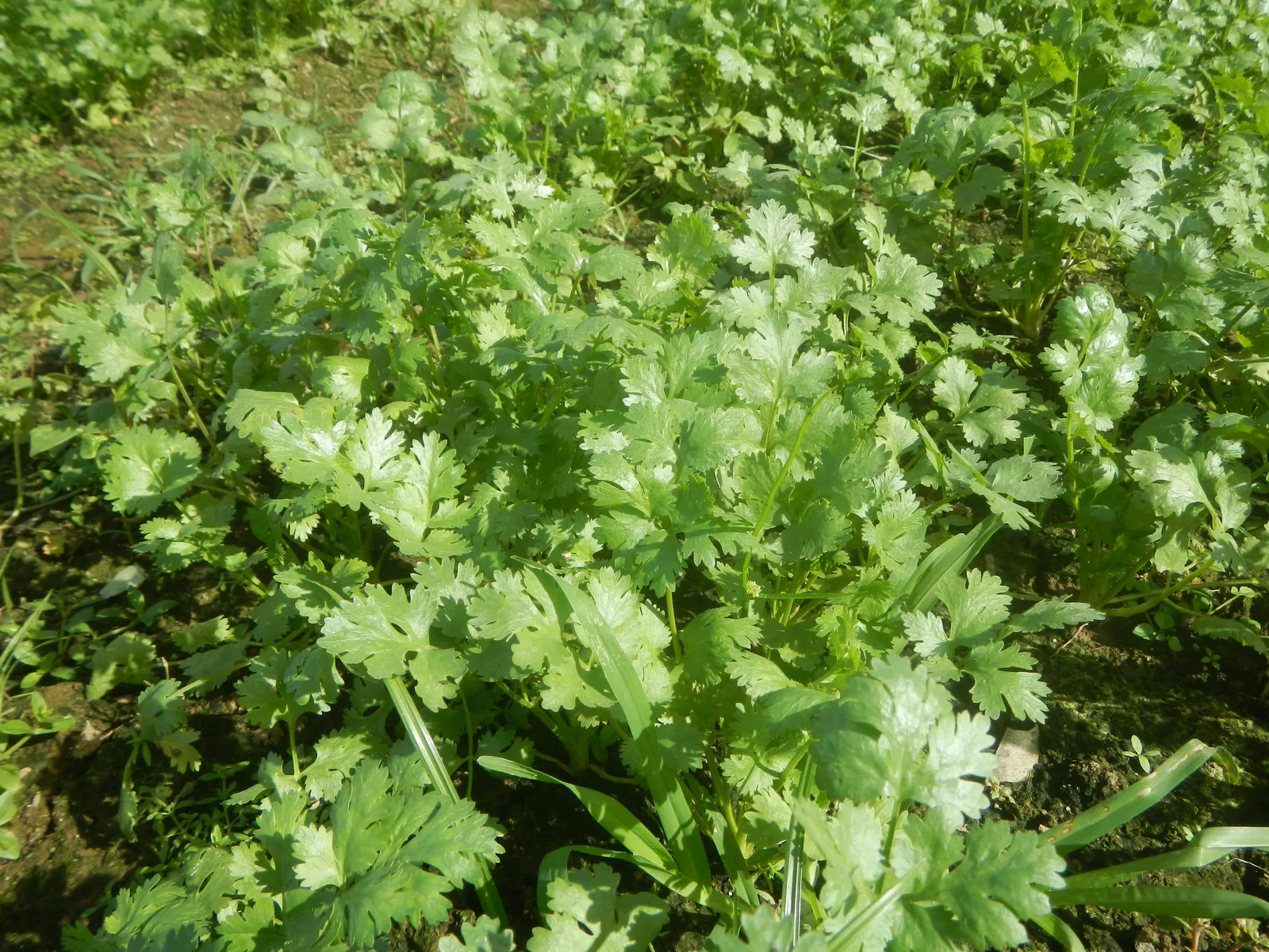 Cilantro