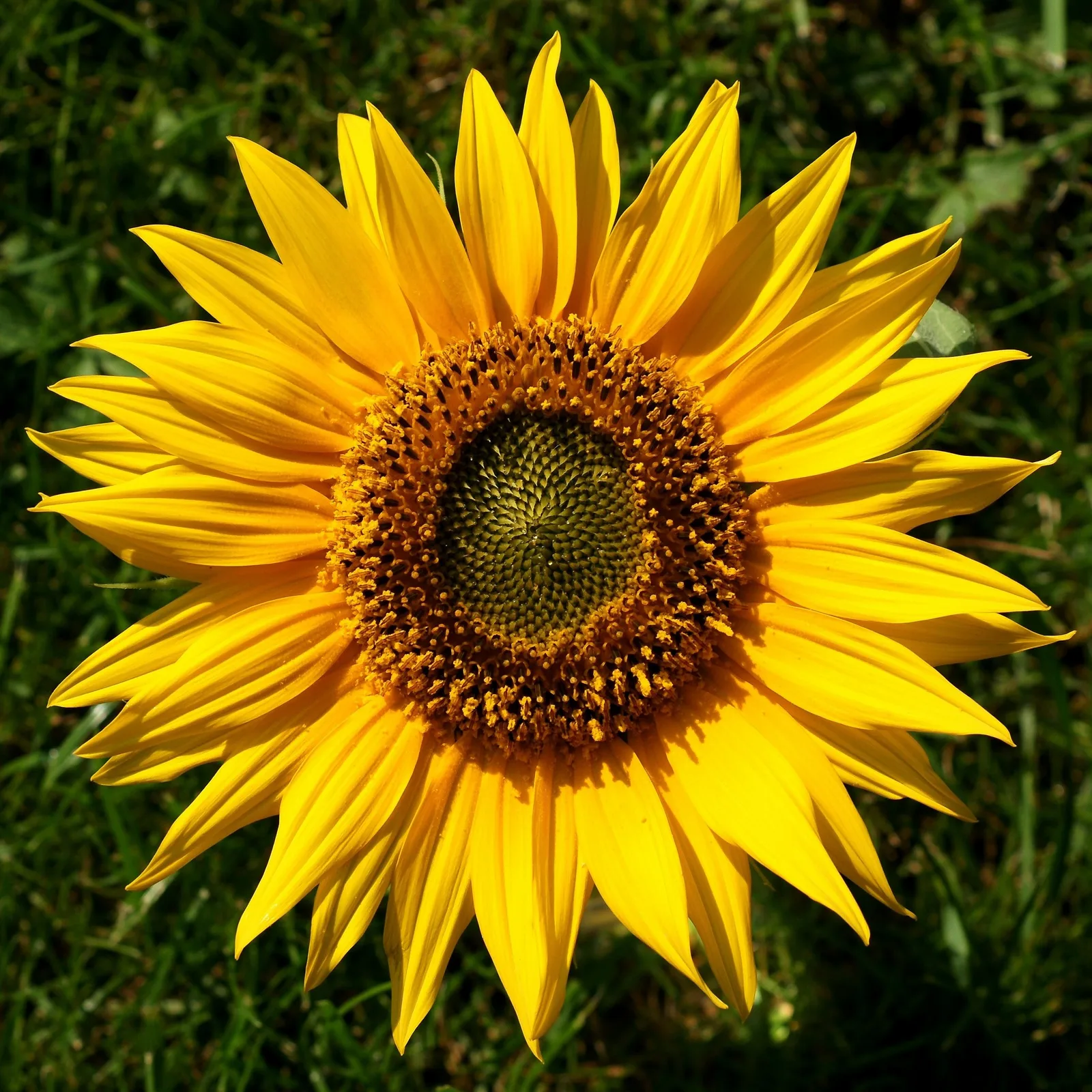 Sunflower (Helianthus annuus)