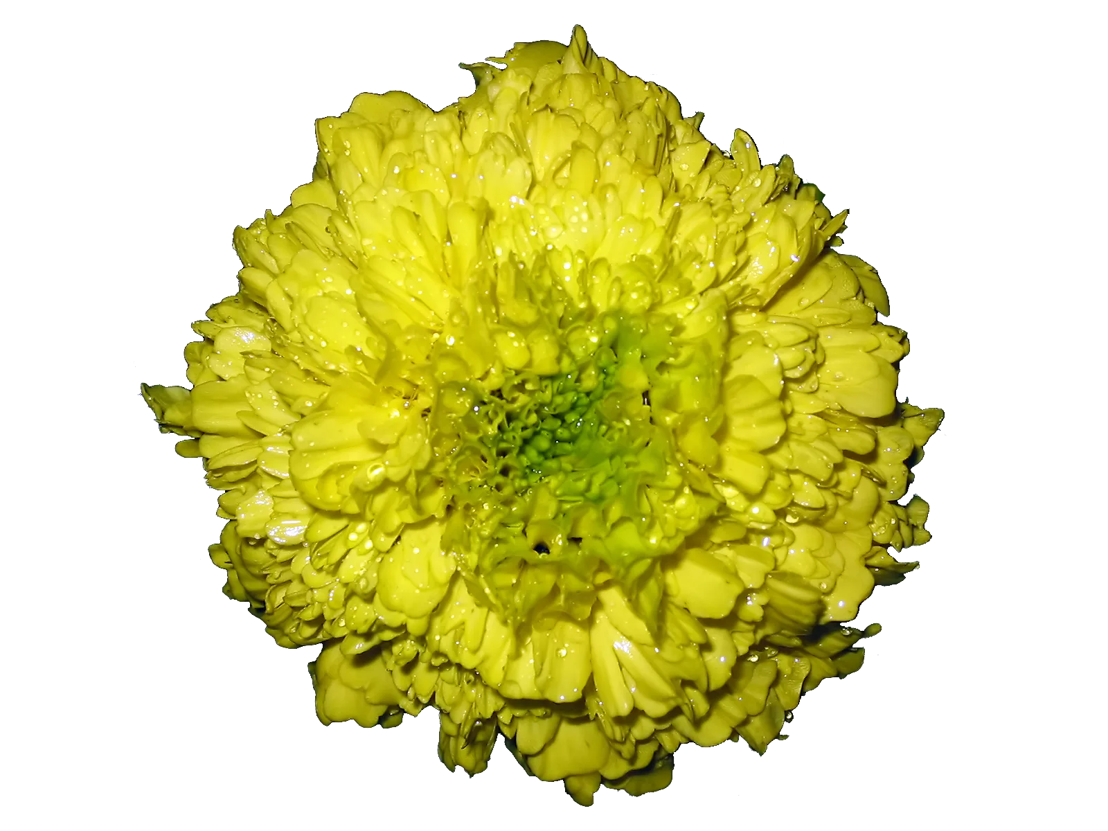 Marigold (Tagetes spp.)