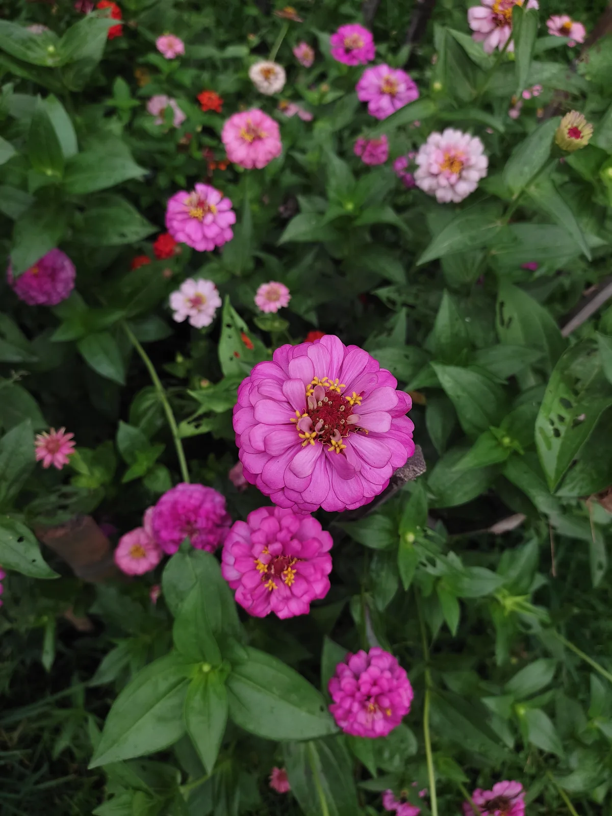 Zinnia (Zinnia elegans)