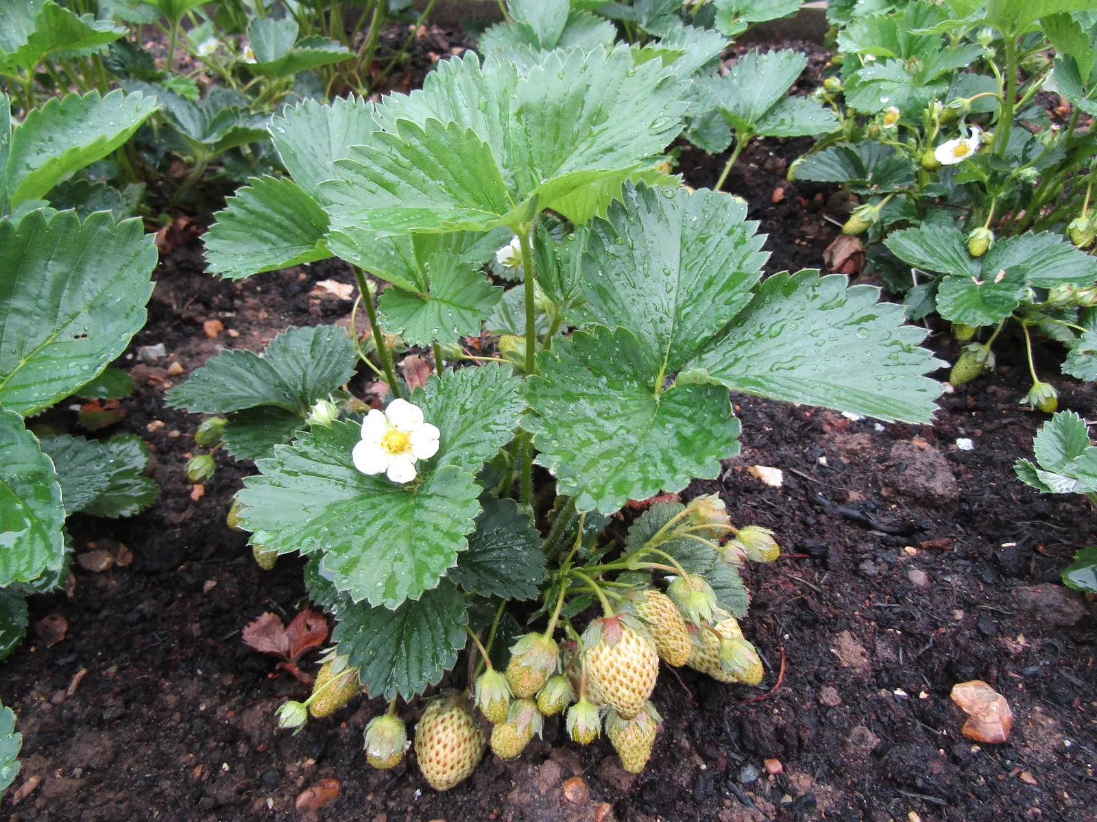 Strawberry