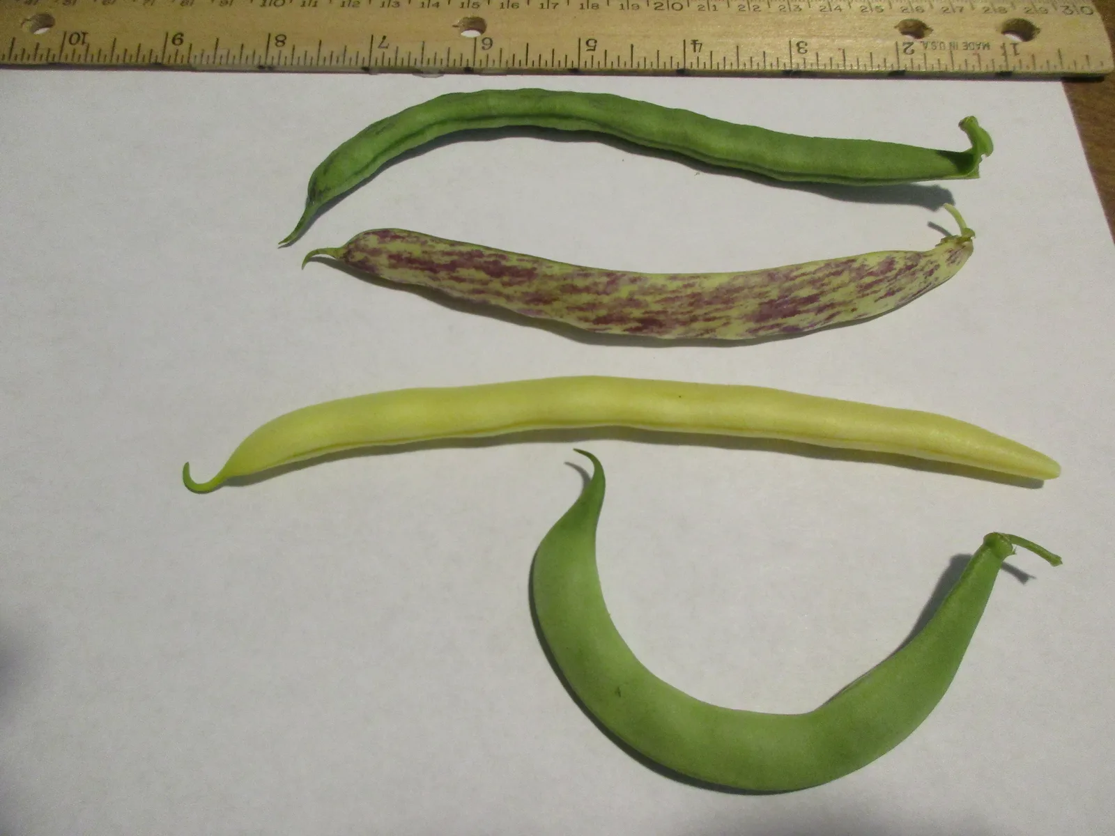 Green Bean