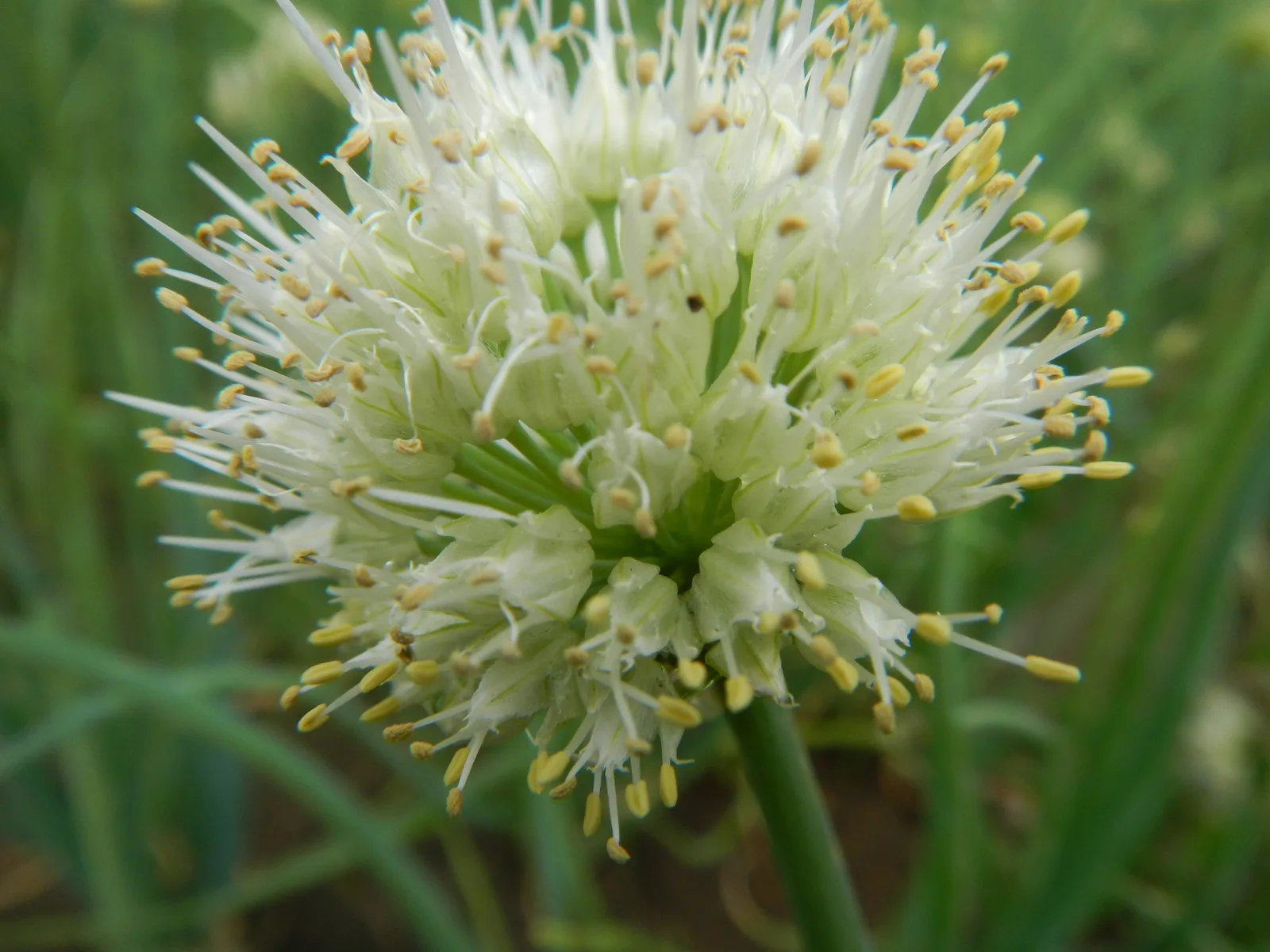 Scallion