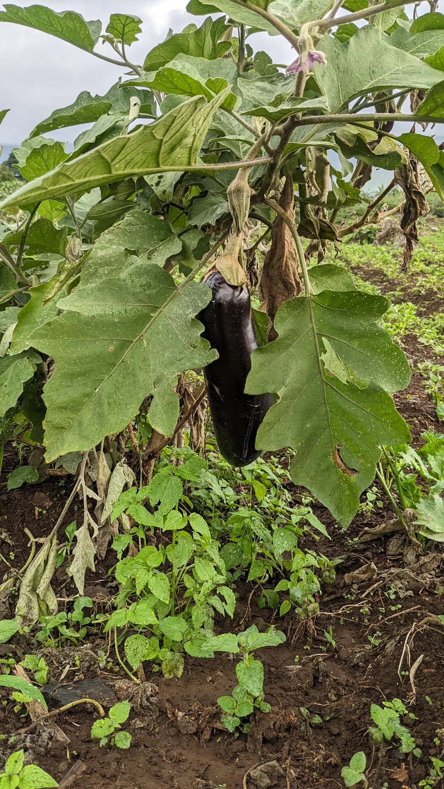 Eggplant (Solanum melongena)