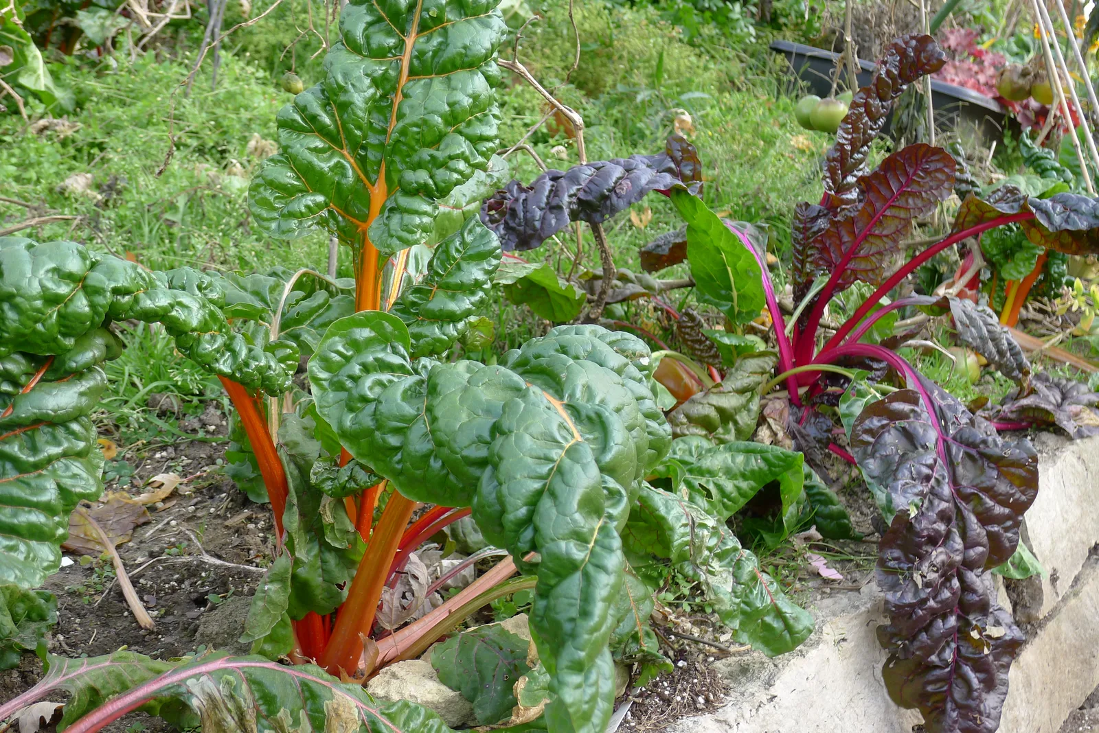 Swiss Chard