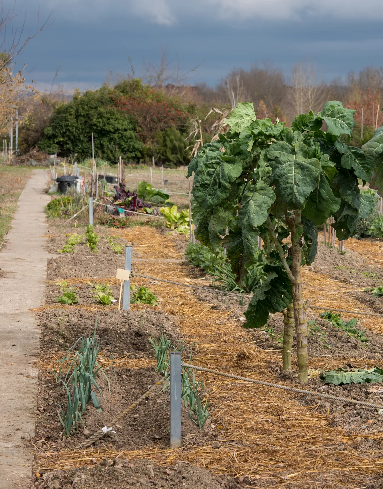 Collard Greens (Brassica oleracea var. viridis)