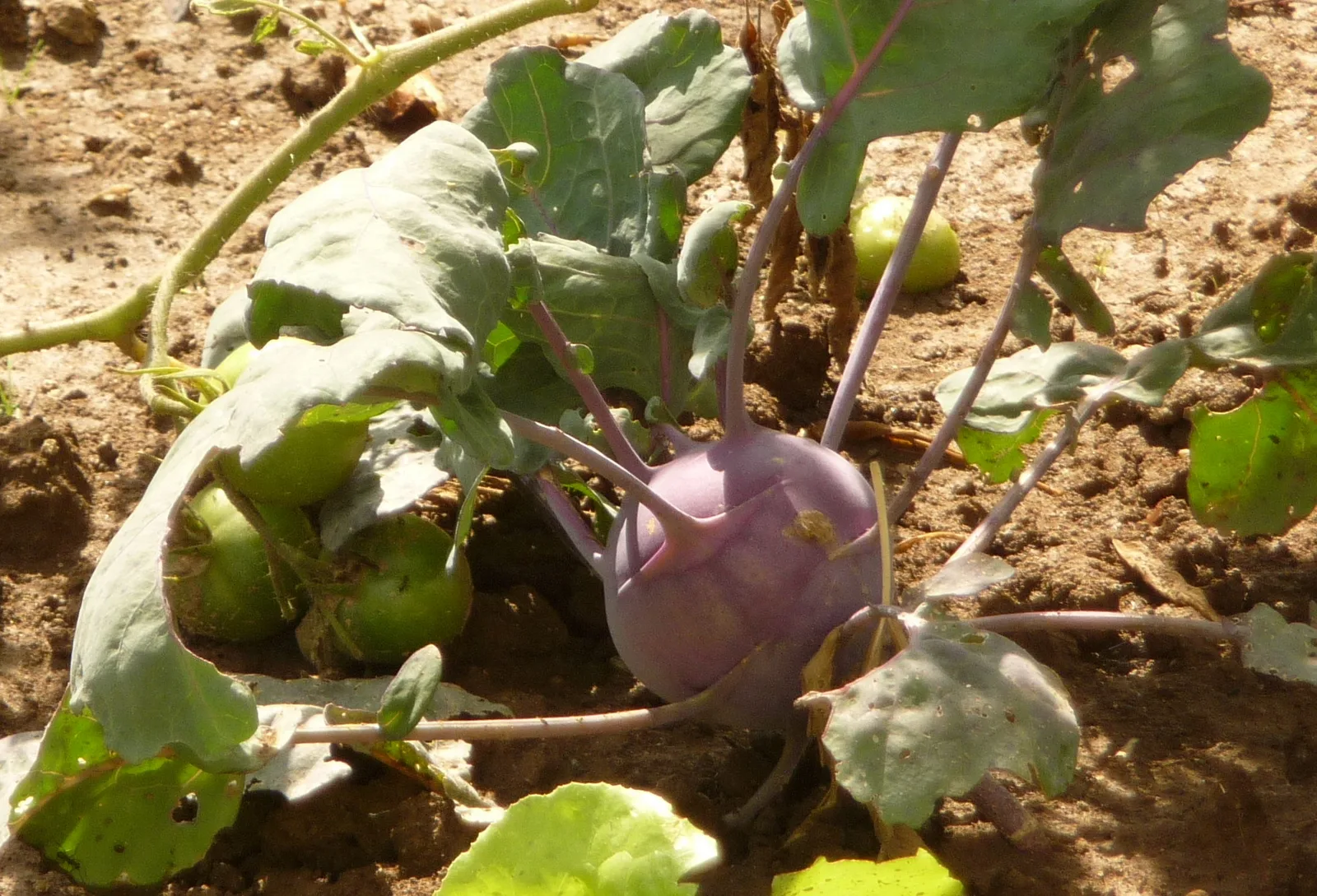Kohlrabi