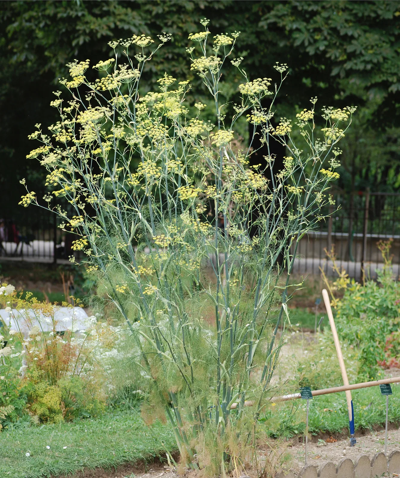 Fennel