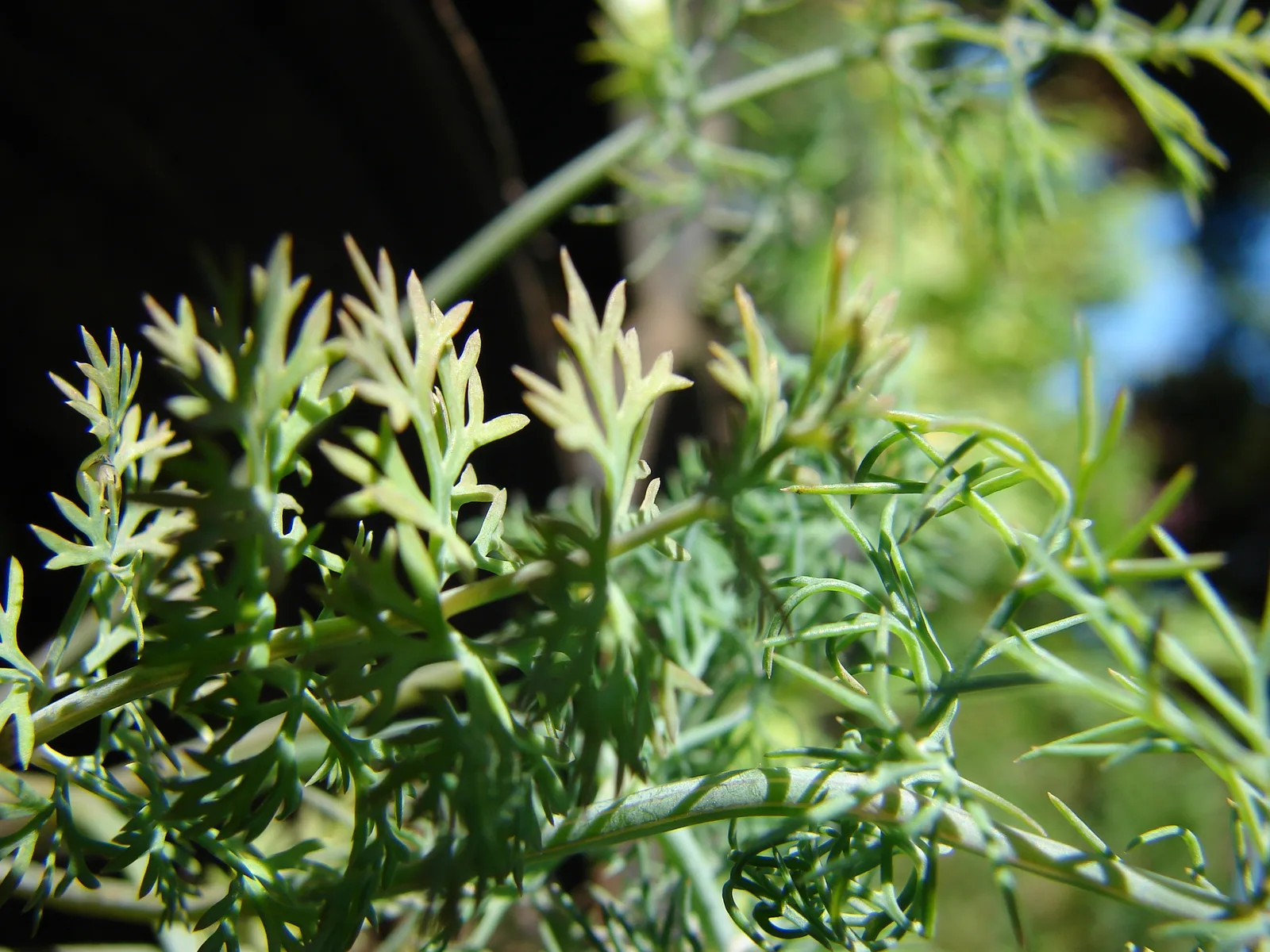 Dill
