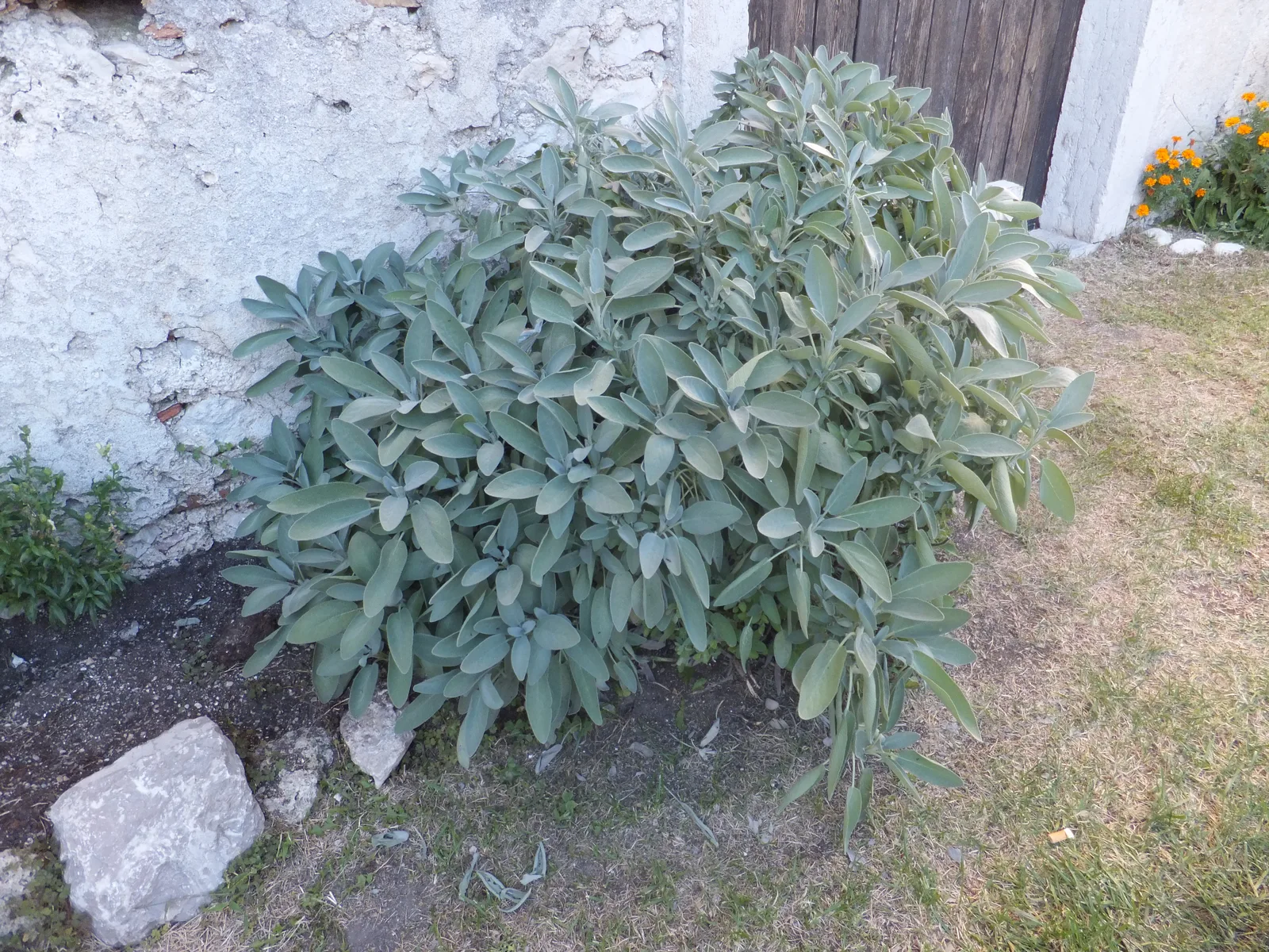 Sage