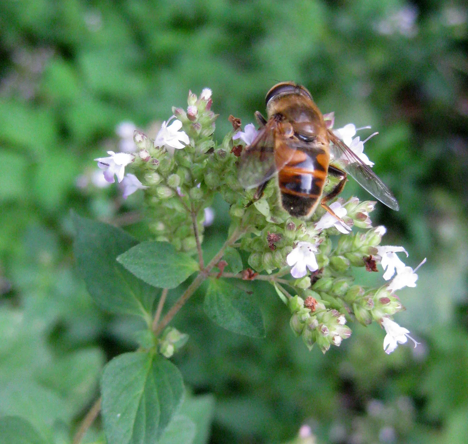 Oregano
