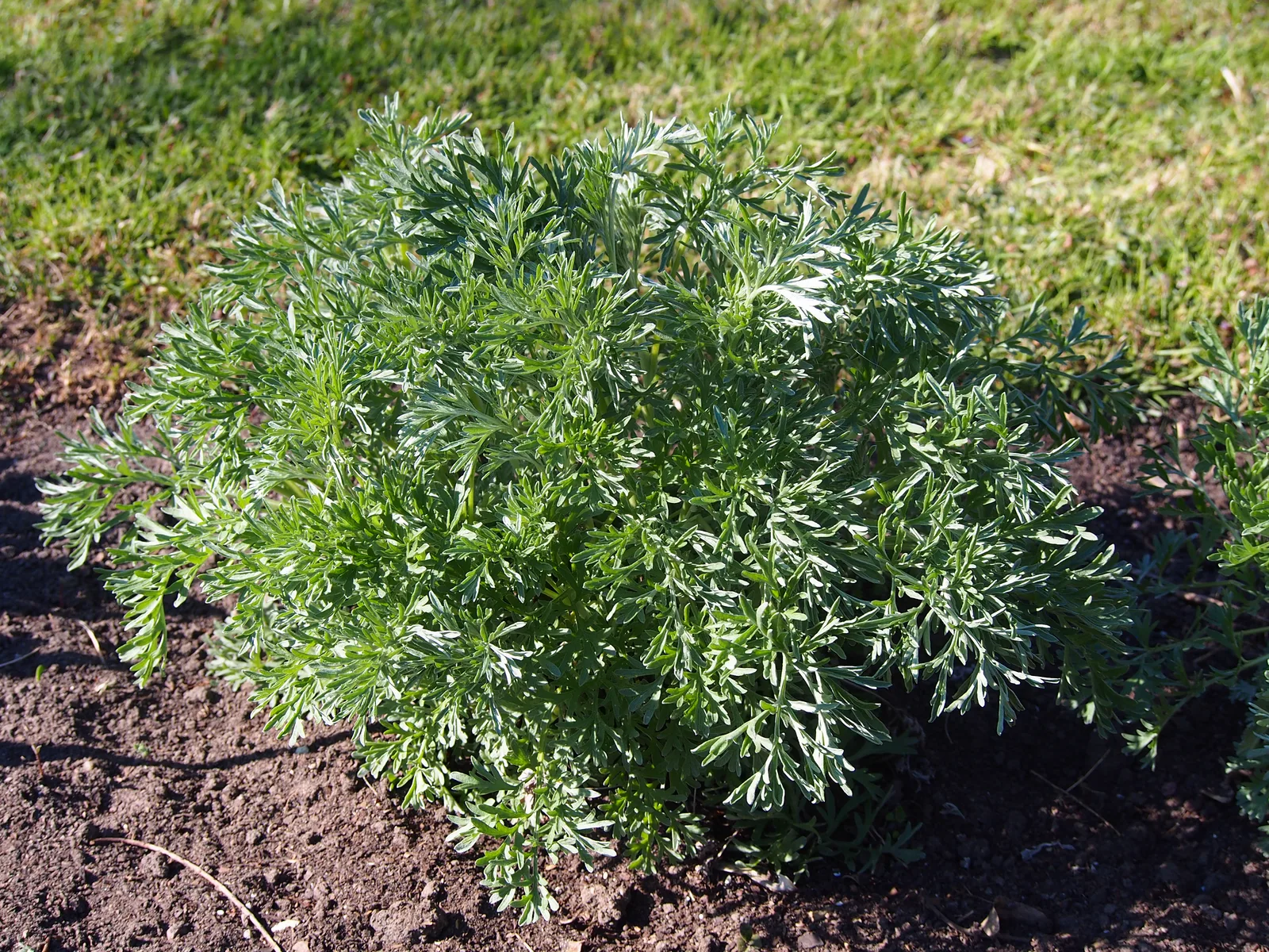 Tarragon (Artemisia dracunculus)