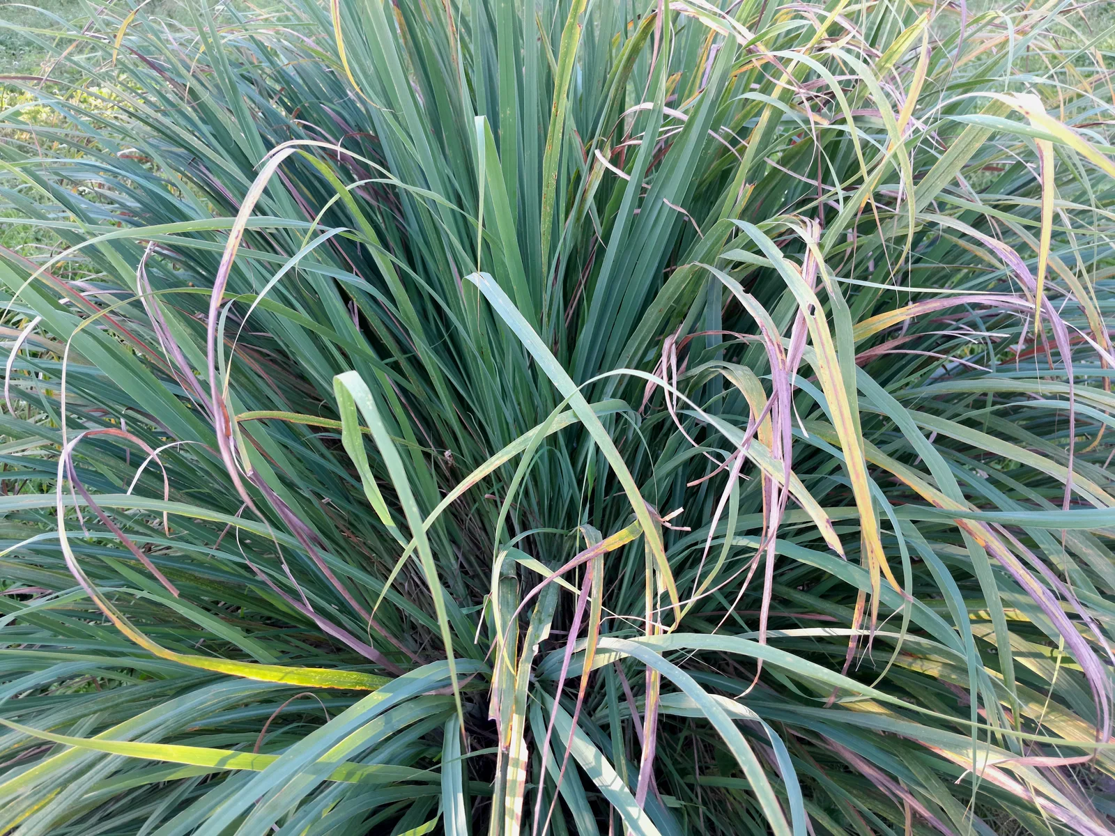 Lemongrass