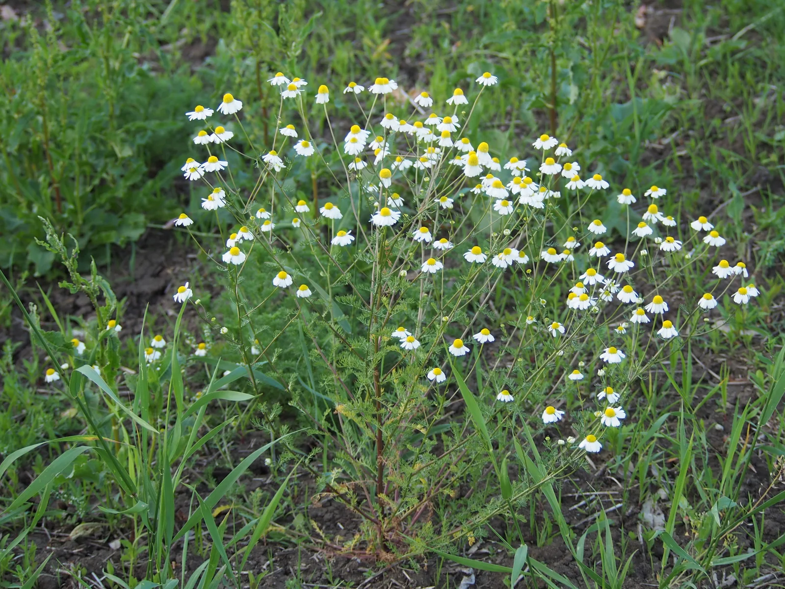 Chamomile (Matricaria chamomilla)