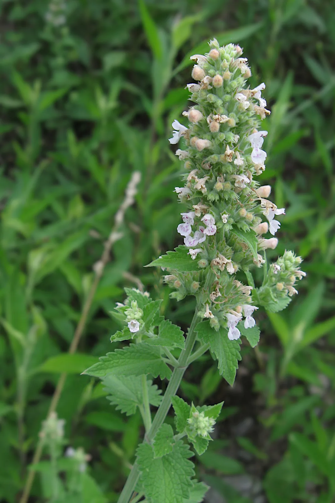 Catnip (Nepeta cataria)