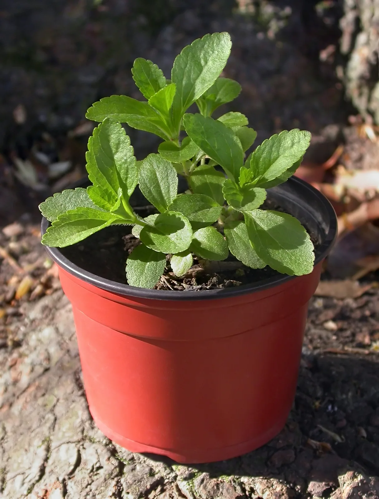 Stevia (Stevia rebaudiana)