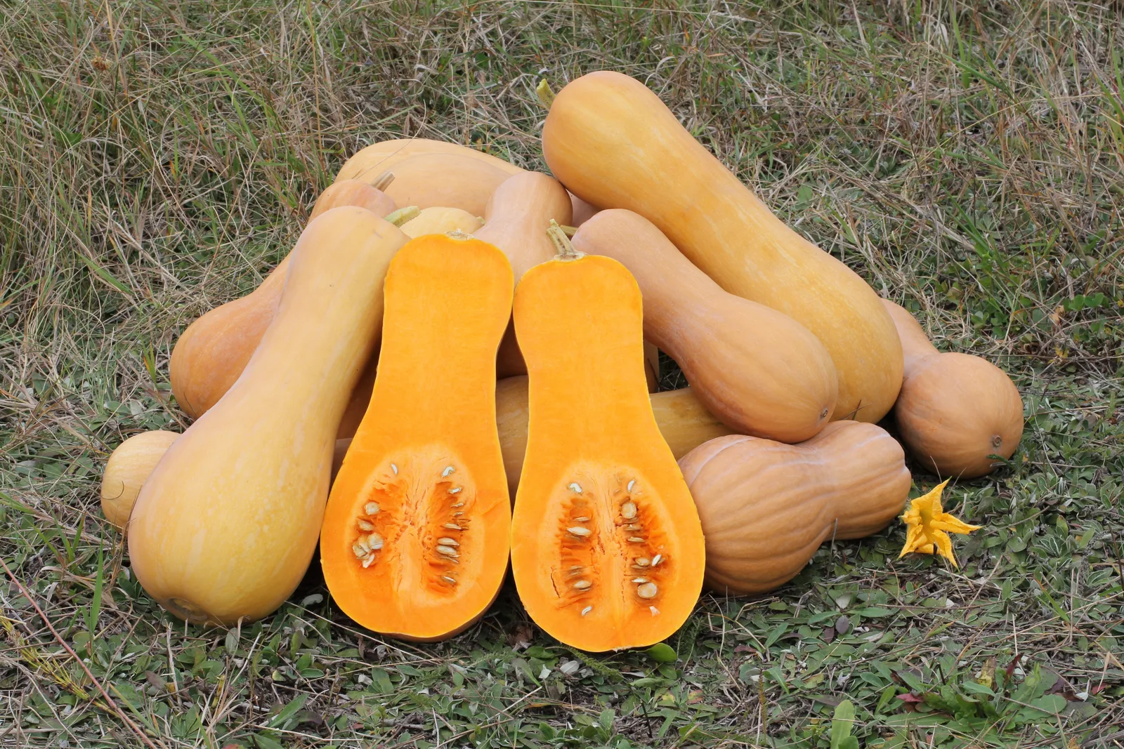 Butternut Squash (Cucurbita moschata)