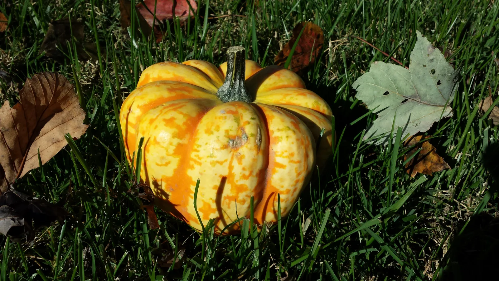 Acorn Squash (Cucurbita pepo var. turbinata)