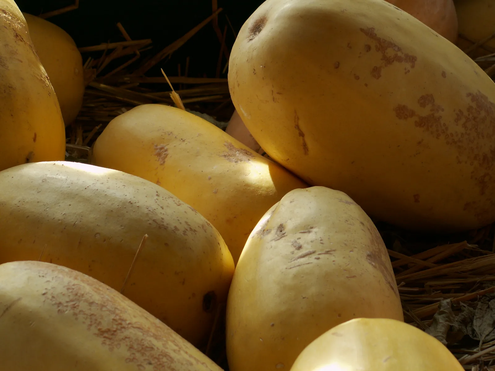Spaghetti Squash (Cucurbita pepo)