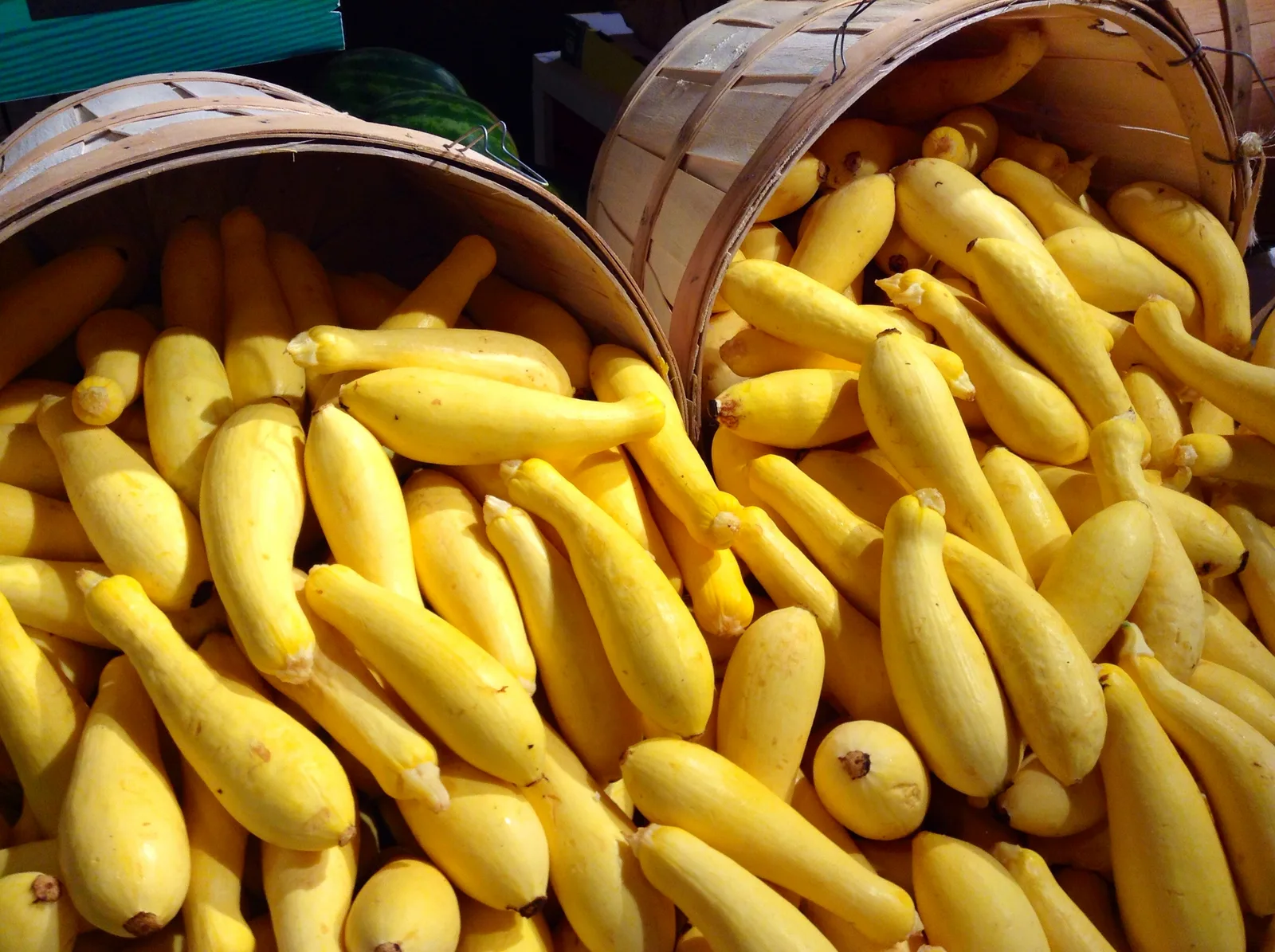 Yellow Squash (Cucurbita pepo)