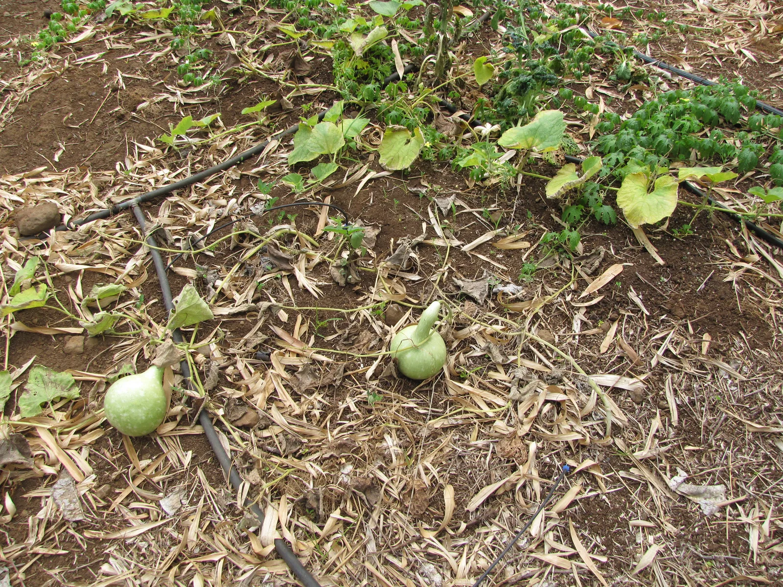 Bottle Gourd (Lagenaria siceraria)