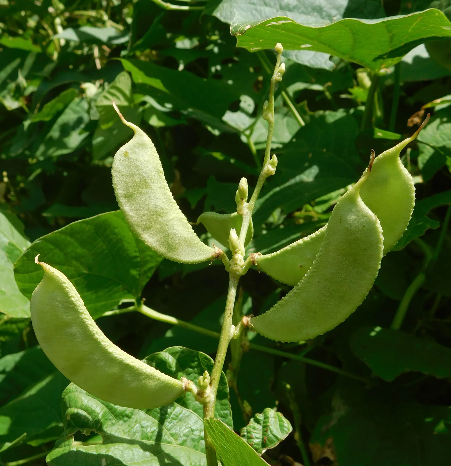 Lima Bean