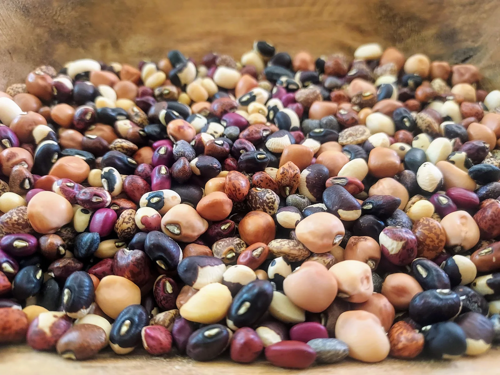 Cowpea