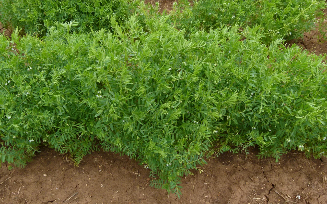 Lentil