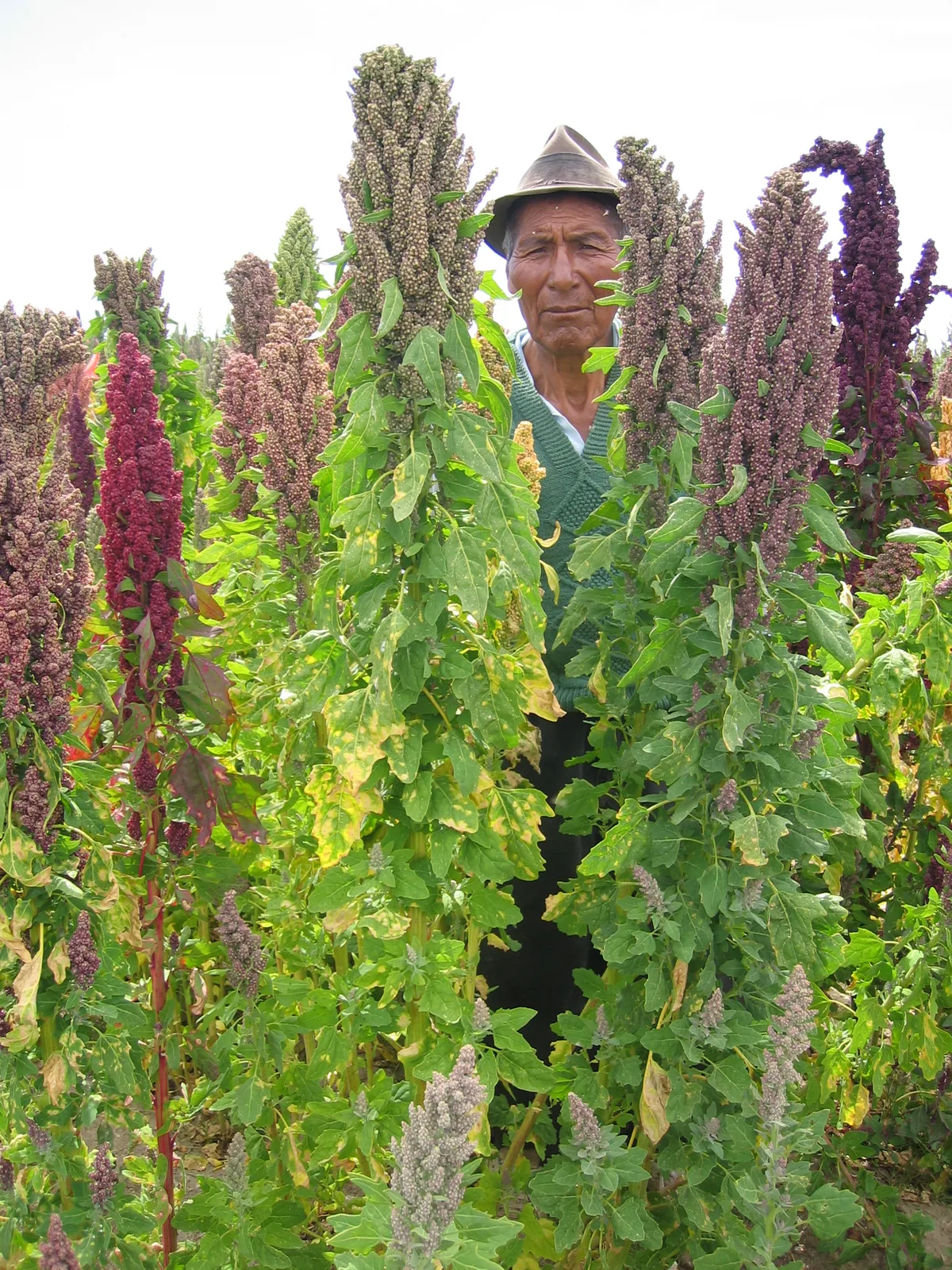 Quinoa
