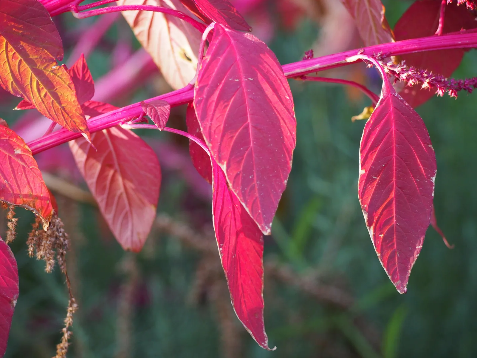 Amaranth