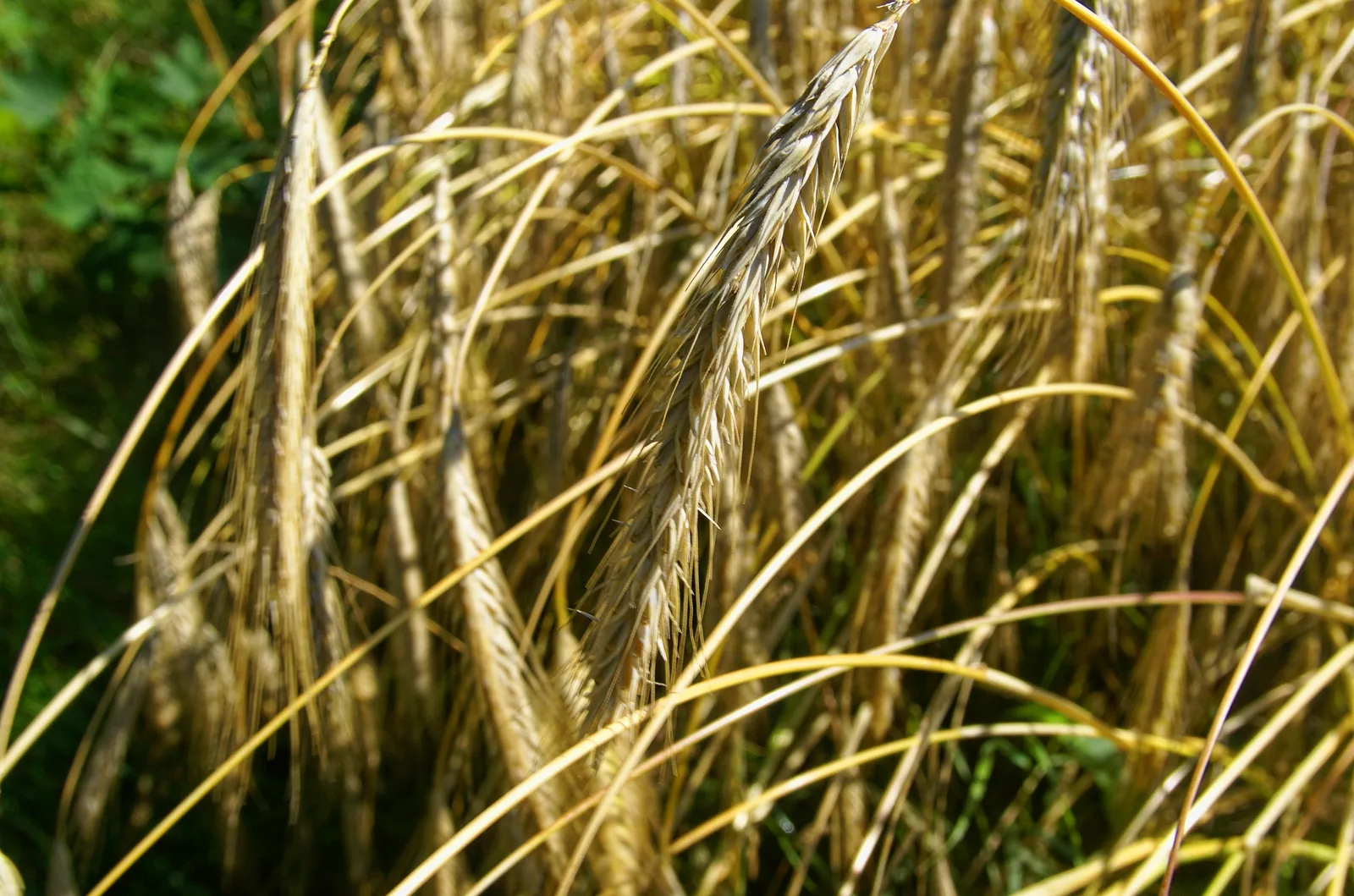 Barley