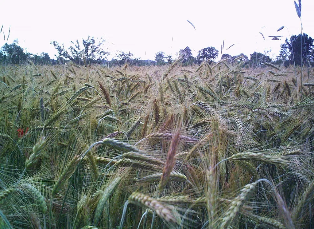 Rye (Secale cereale)