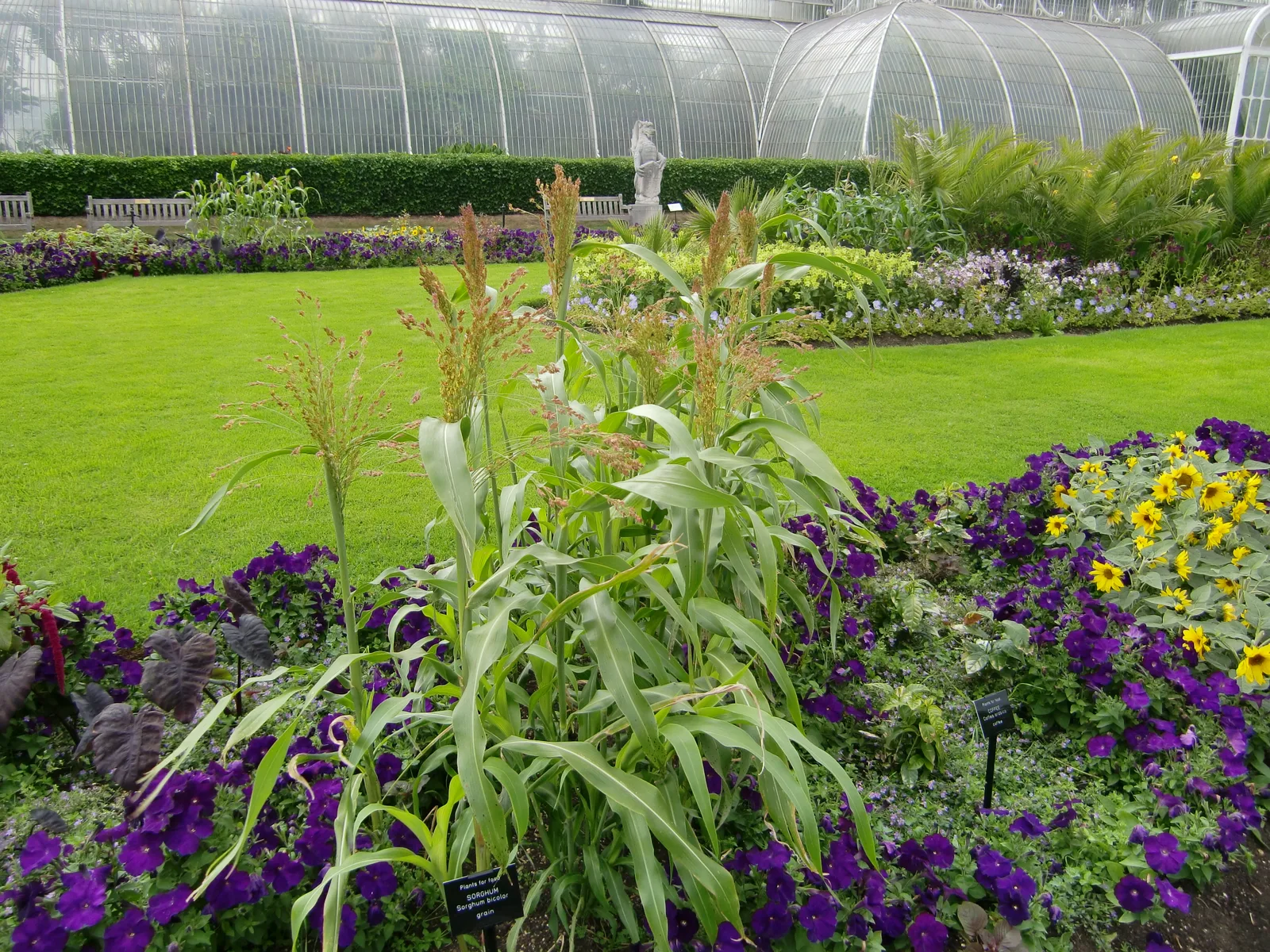 Sorghum