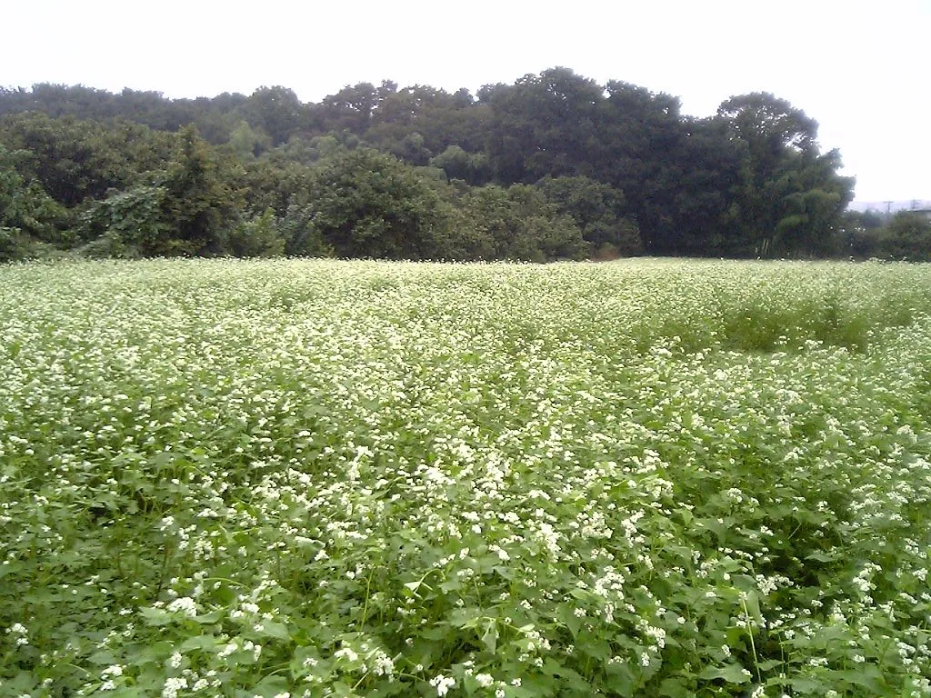 Buckwheat
