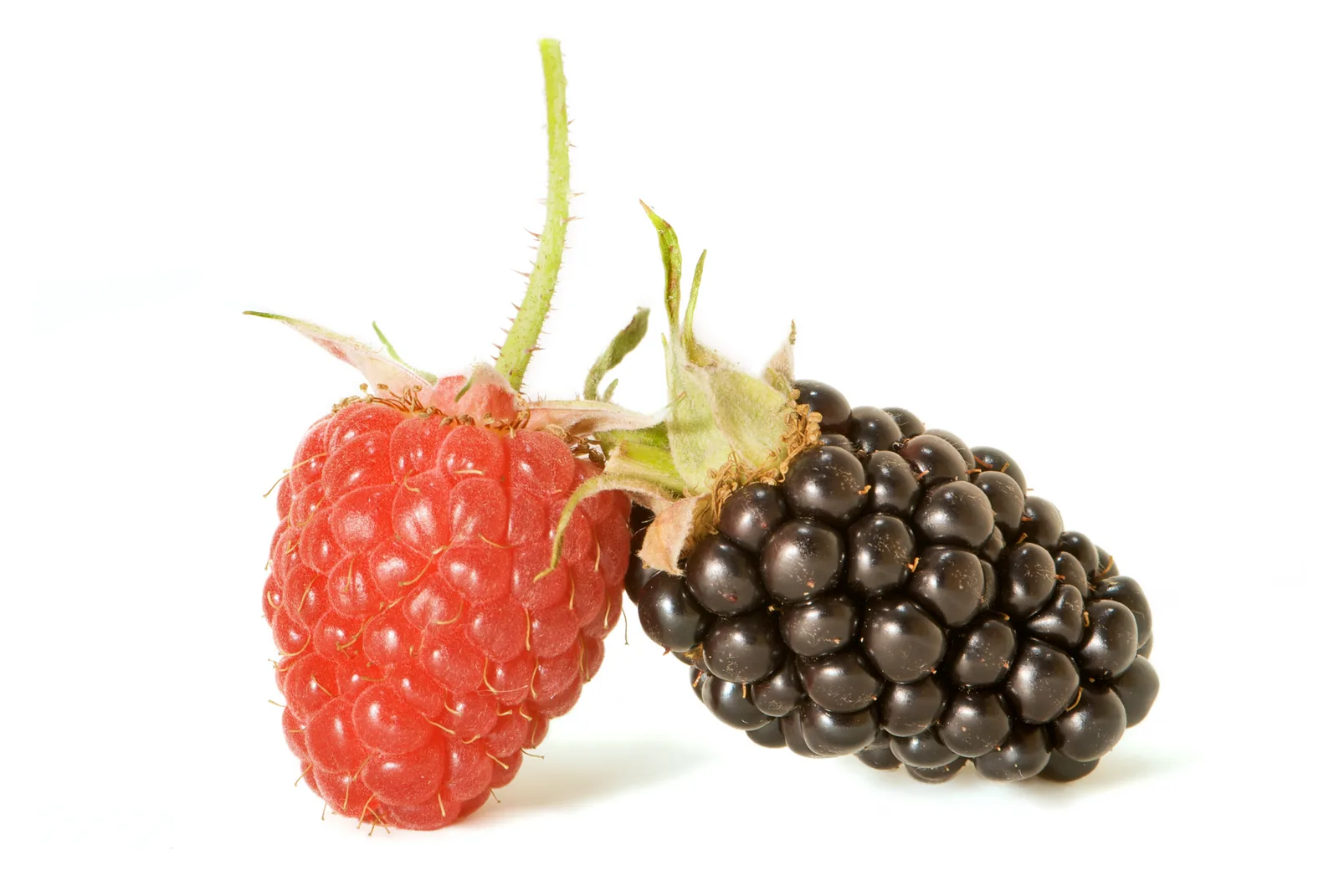 Raspberry (Rubus idaeus)
