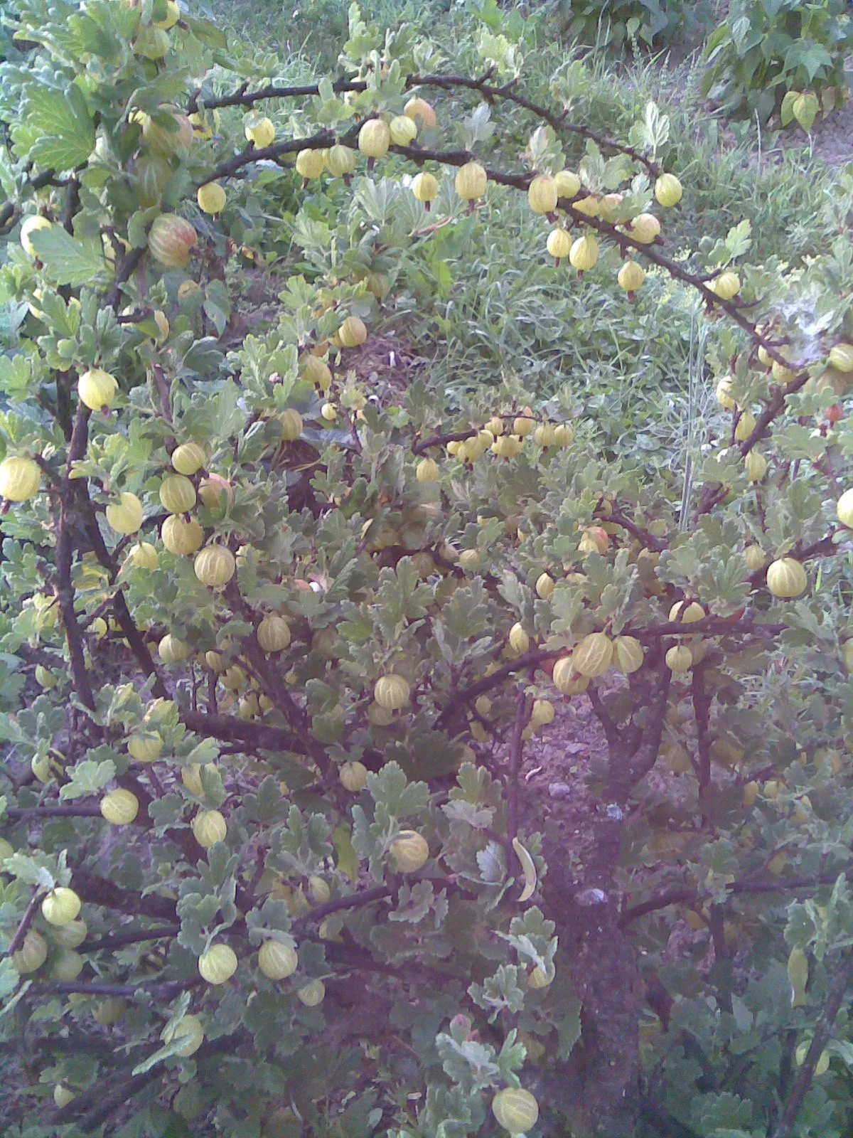 Gooseberry
