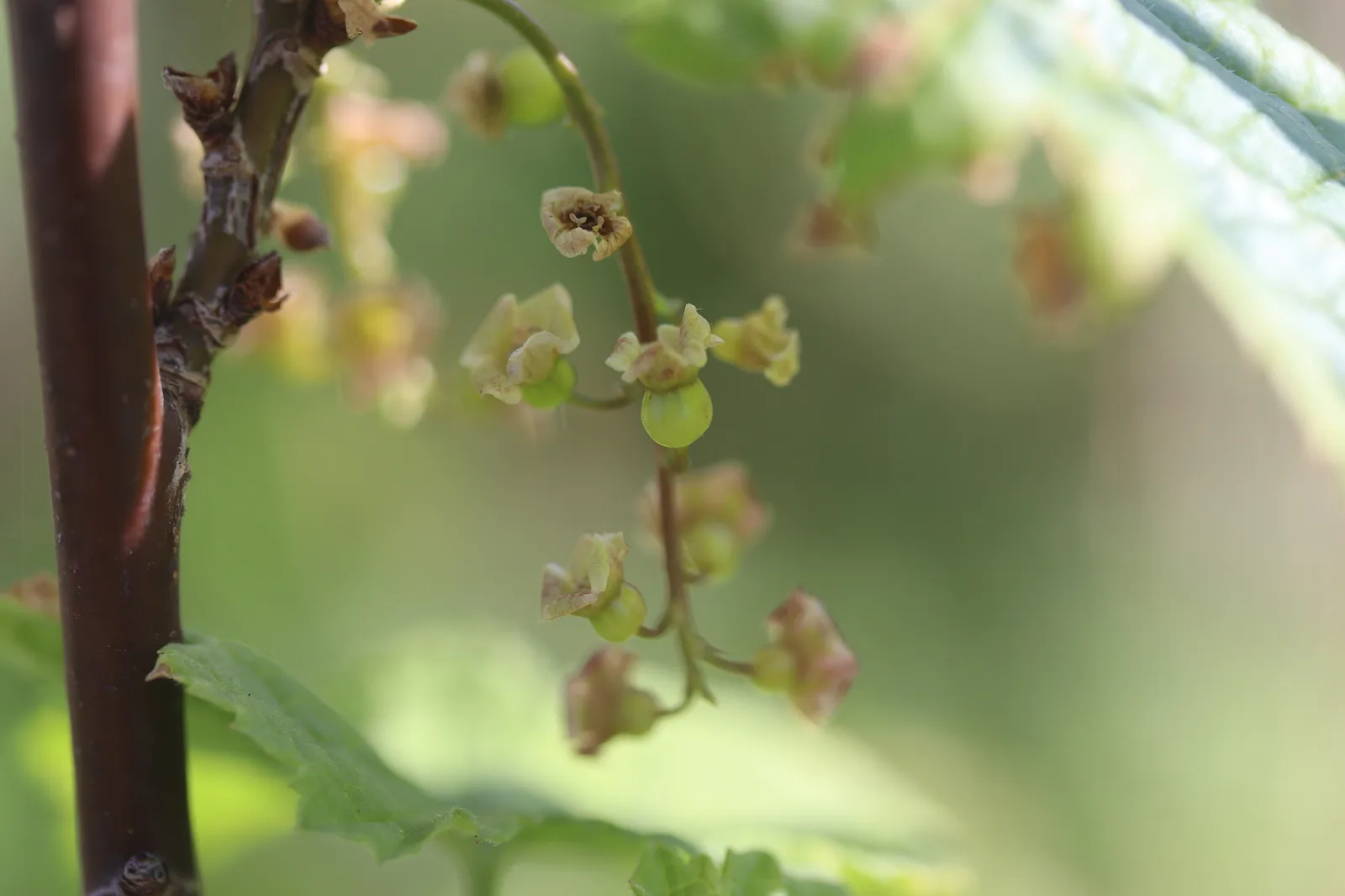 Red Currant