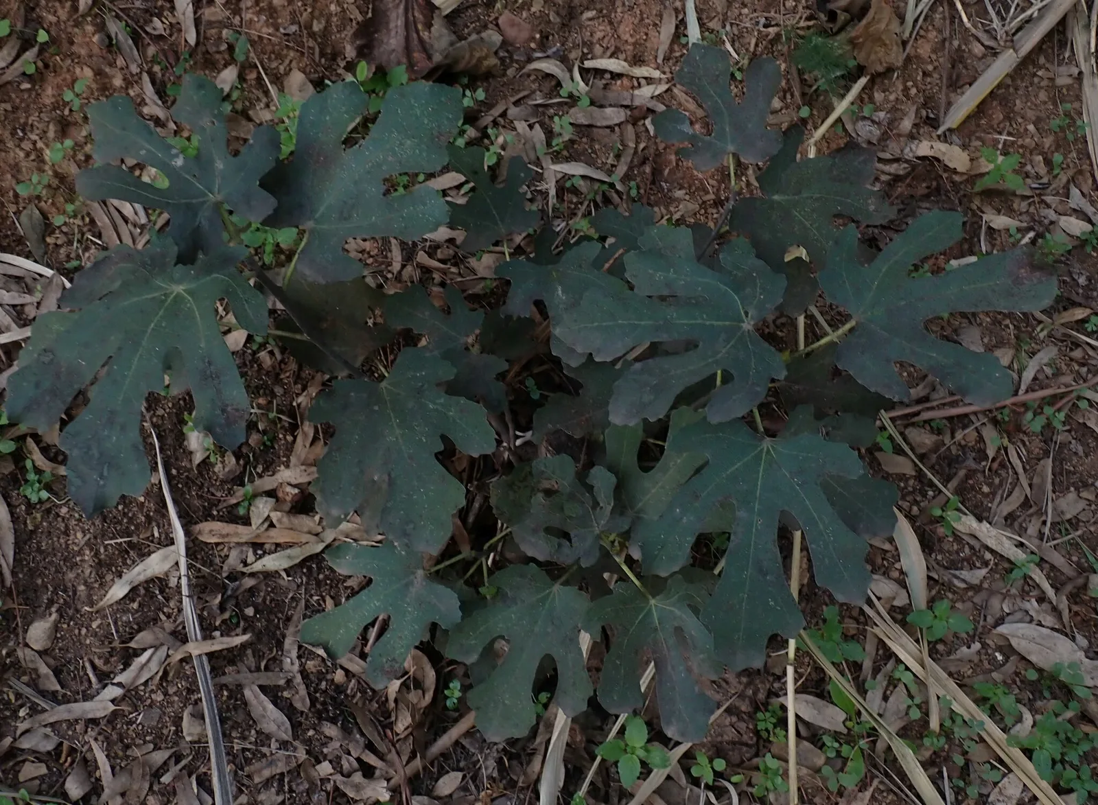 Fig