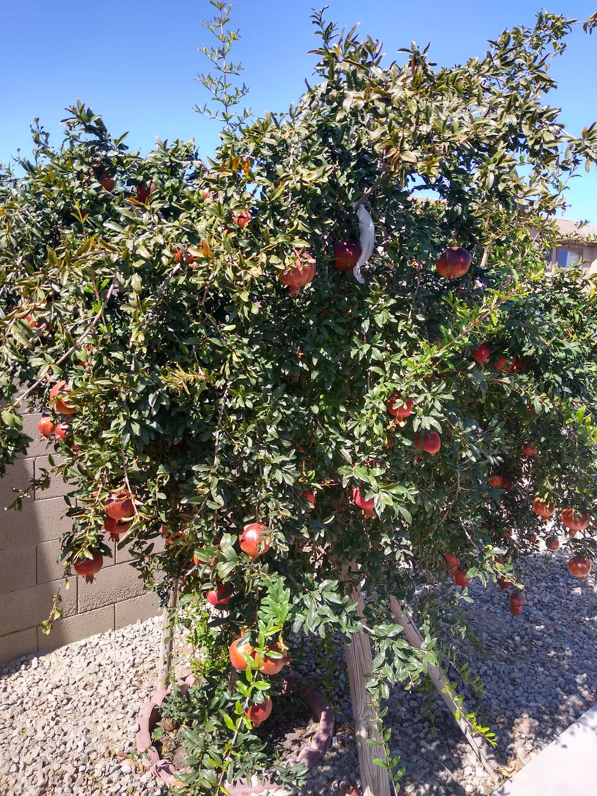 Pomegranate