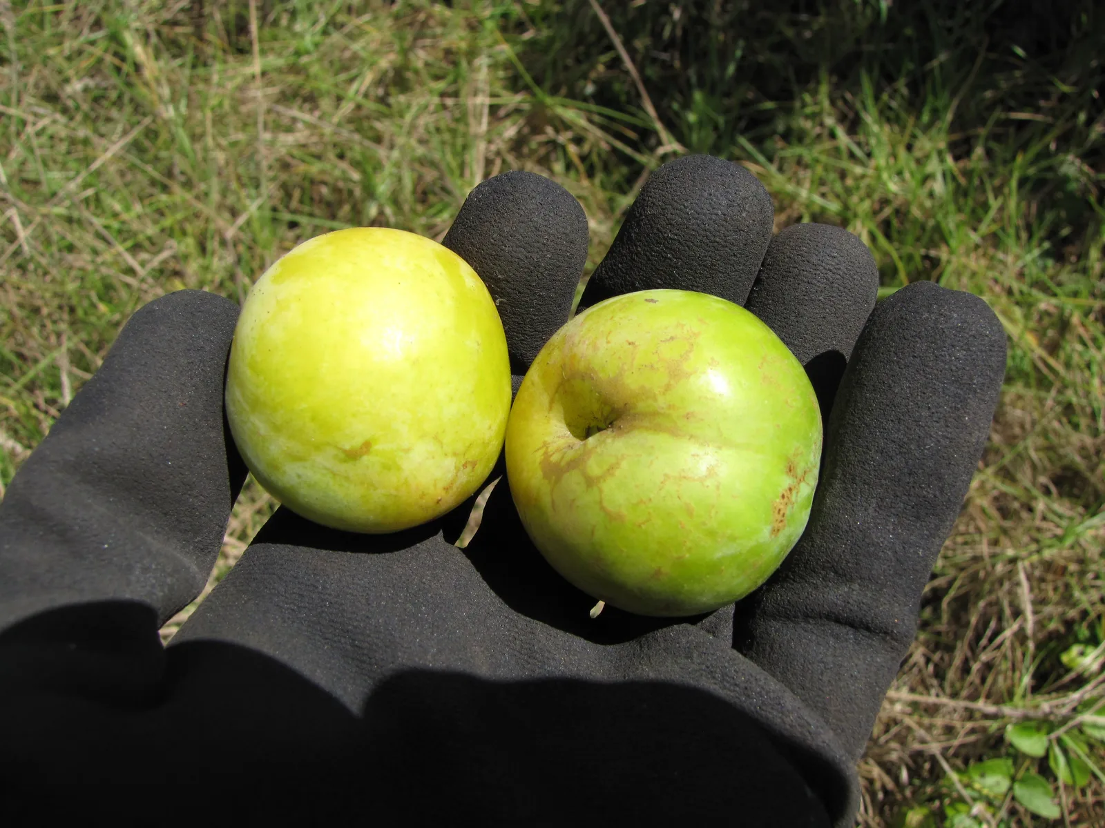 Plum (Prunus domestica)