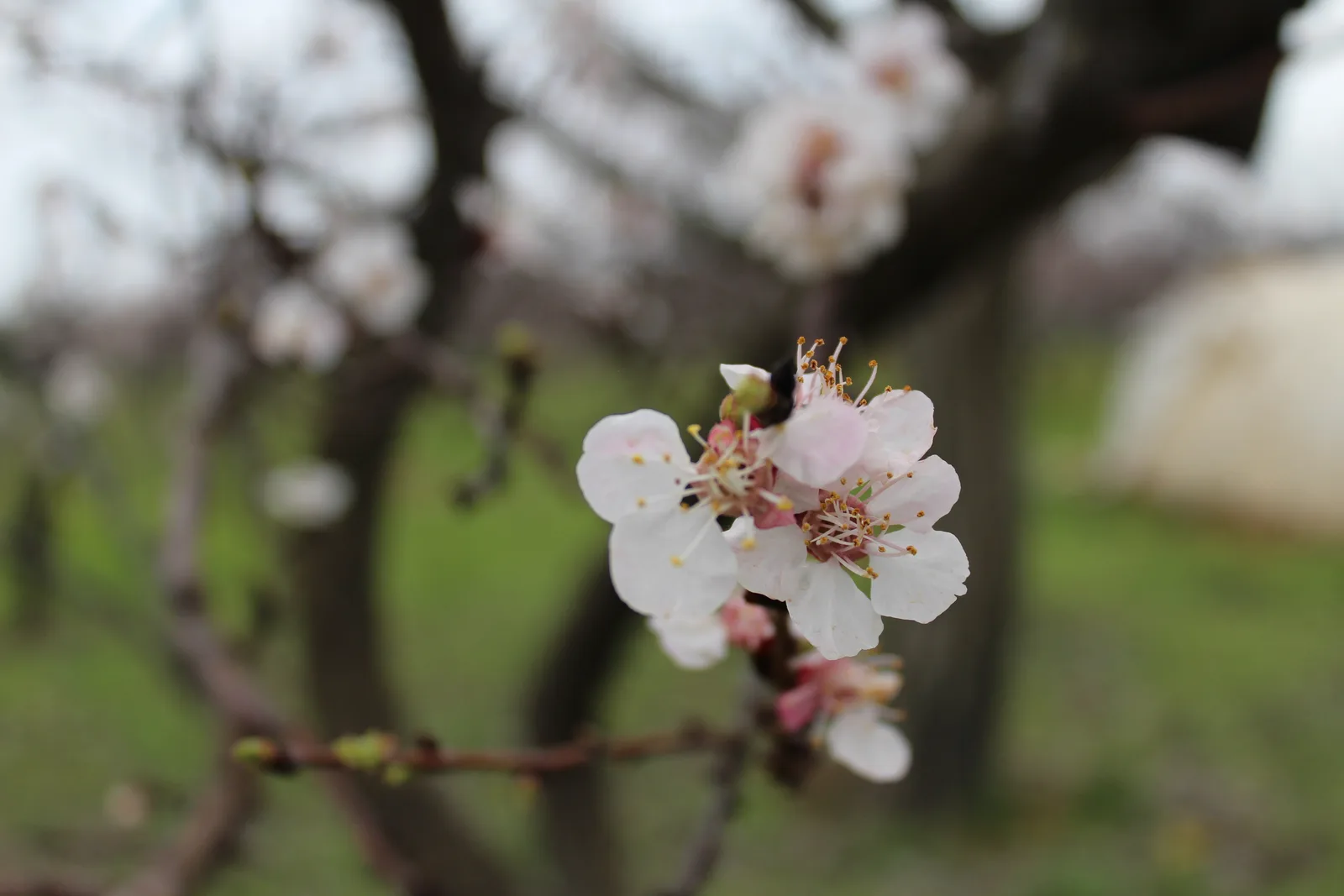 Apricot