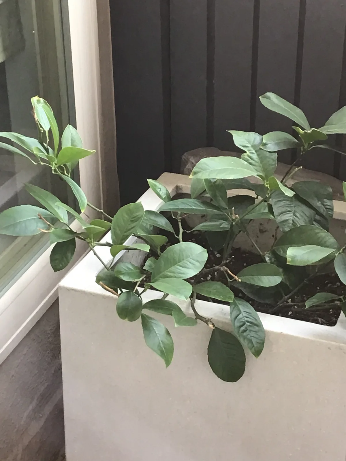 Lemon (Citrus × limon)