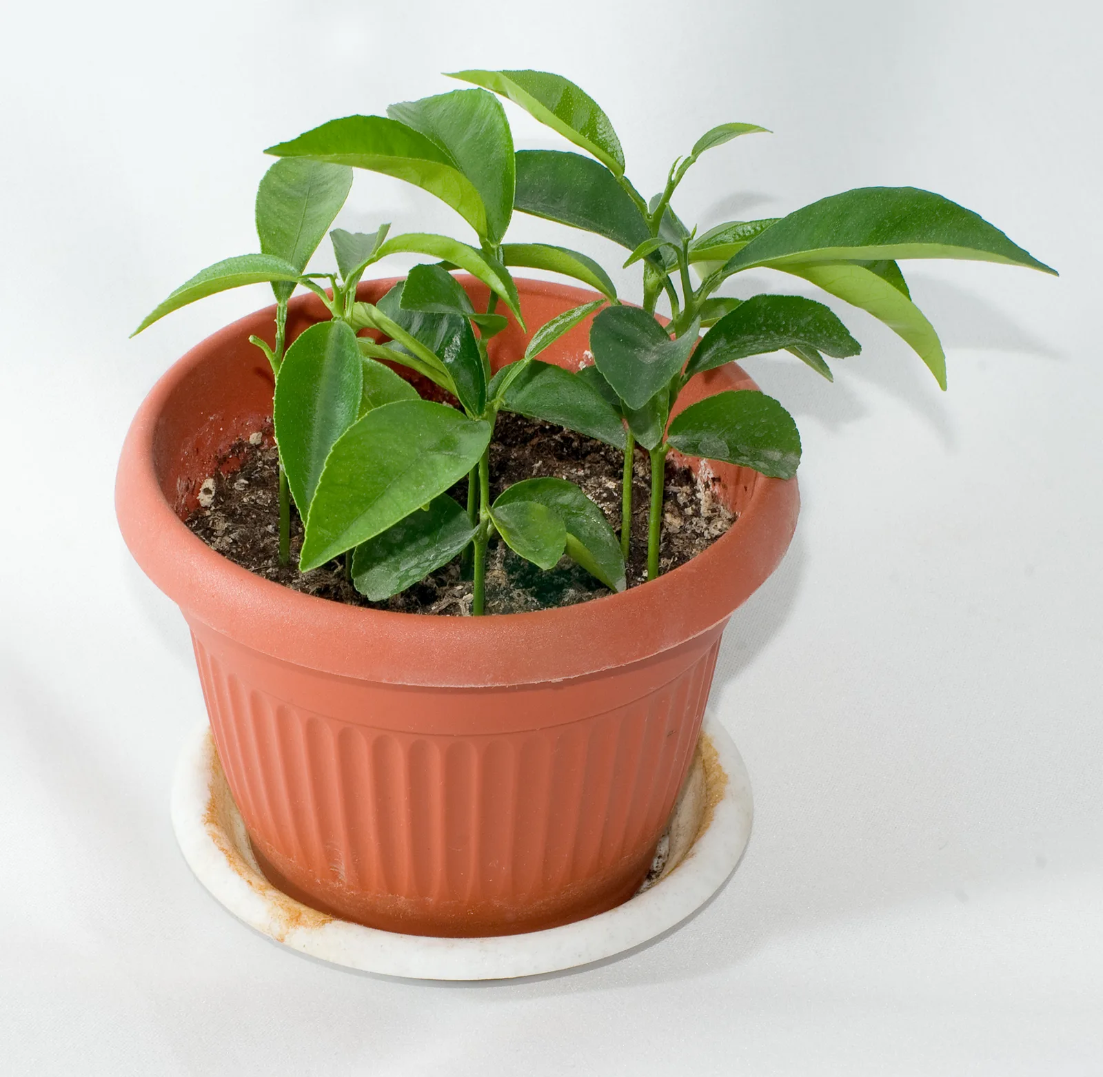 Mandarin (Citrus reticulata)