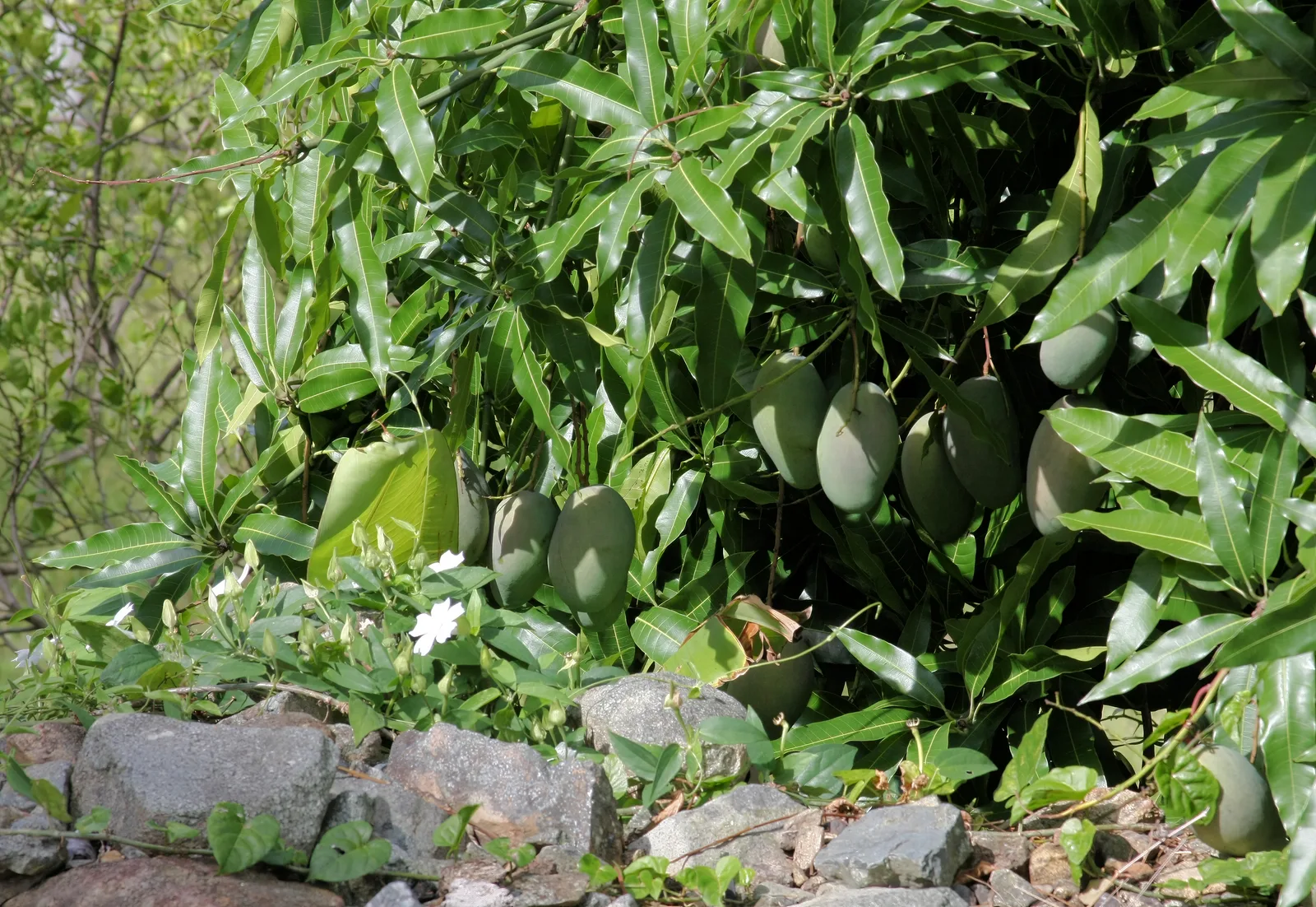 Mango
